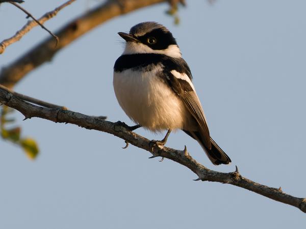 Witflankvliegenvanger (Batis molitor)